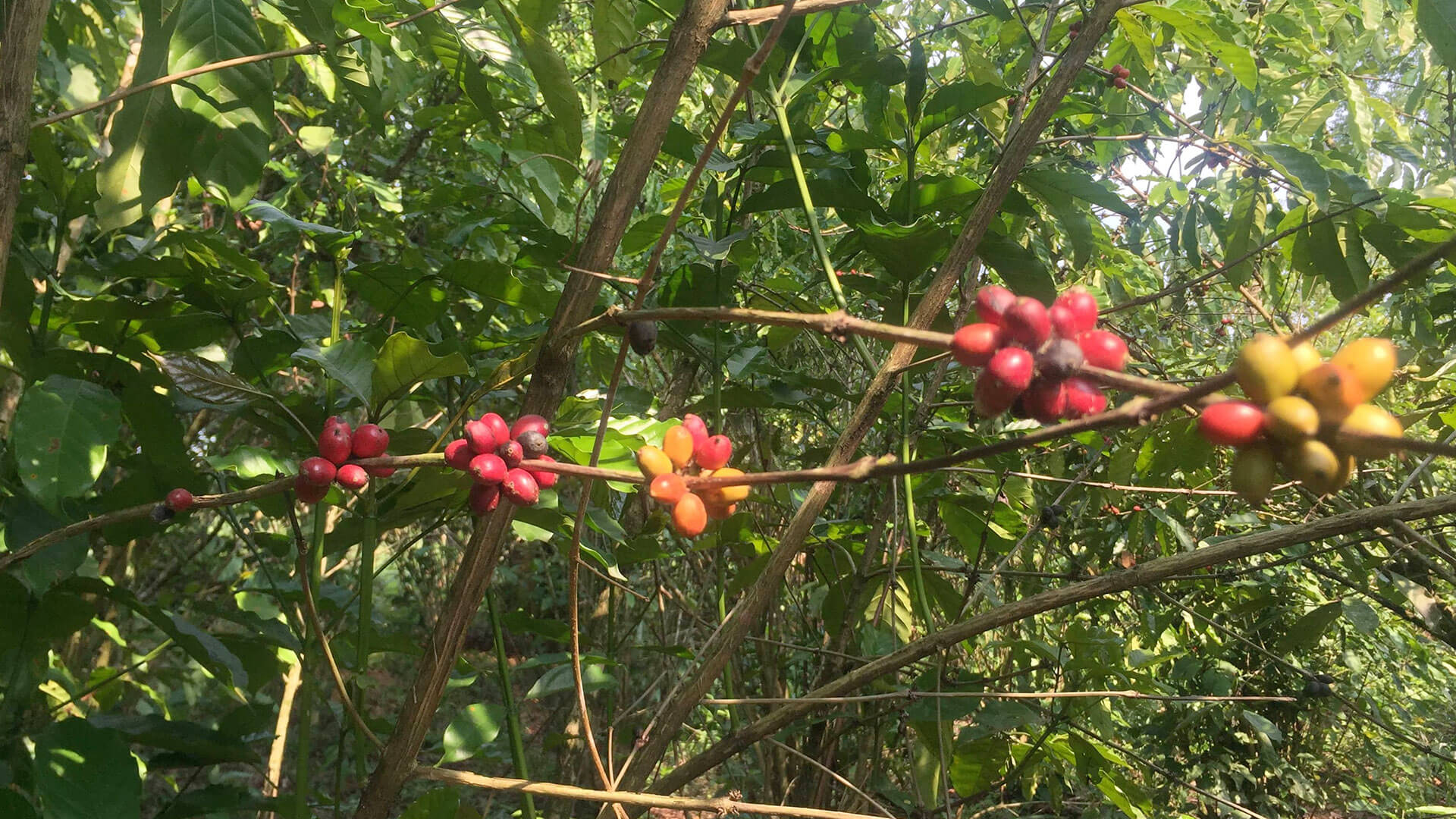 Read more about the article New investment ASN Biodiversity Fund focuses on a positive impact on both biodiversity and local communities in the Amazon 